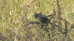 Crotophaga ani
