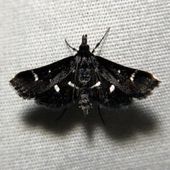 Diasemiodes nigralis