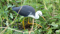 Egretta picata