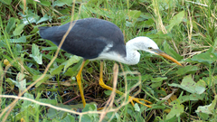 Egretta picata