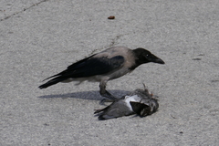 Corvus cornix