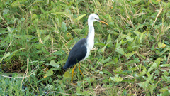 Egretta picata
