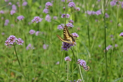 Papilio machaon