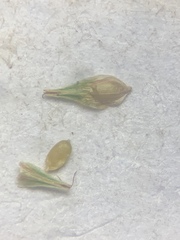 Carex bebbii