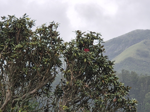 Image of Rhododendron arboreum by (c) Siya ul haque, some rights reserved (CC BY)