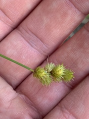 Carex bebbii