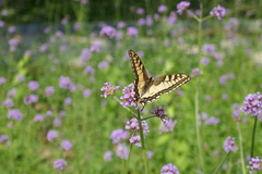 Papilio machaon