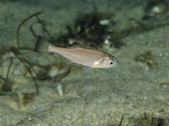 Queenfish photo 3