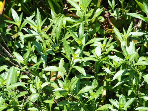 Image of Ludwigia hexapetala by no rights reserved