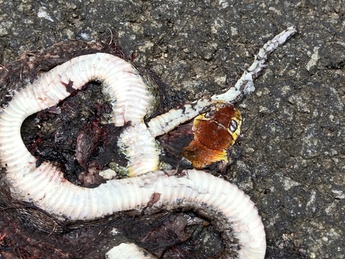 Jerdon’s grass snake, Amphiesma monticola