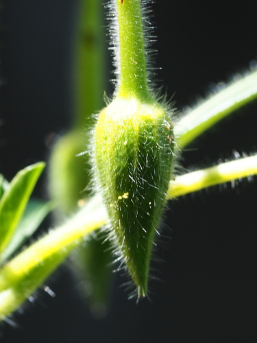 Image of Ludwigia hexapetala by no rights reserved