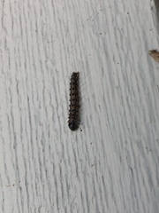 Litoprosopus futilis