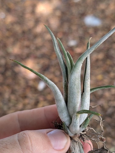 Image of Tillandsia paucifolia by (c) Scott Allen Davis, some rights reserved (CC BY)