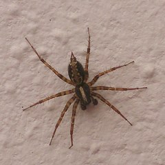 Textrix denticulata