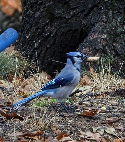 Blue Jay photographed in Oregon