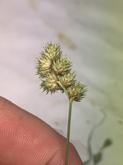 Carex bebbii