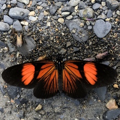Castilia perilla