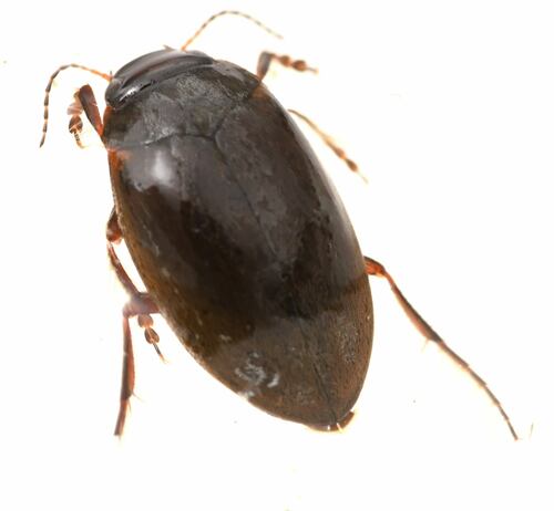 Hydroporus fortis photo 2