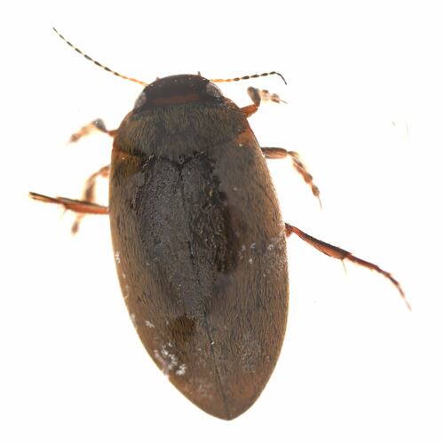 Hydroporus fortis photo 4