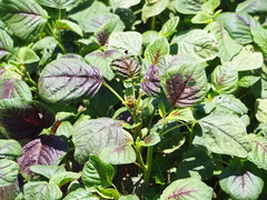 Amaranthus tricolor, photograph author not stated, no rights reserved