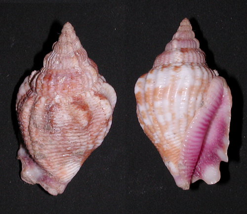 Canarium hellii observed 2000-01-01