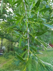 Salix daphnoides daphnoides