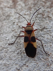 Oncopeltus unifasciatellus