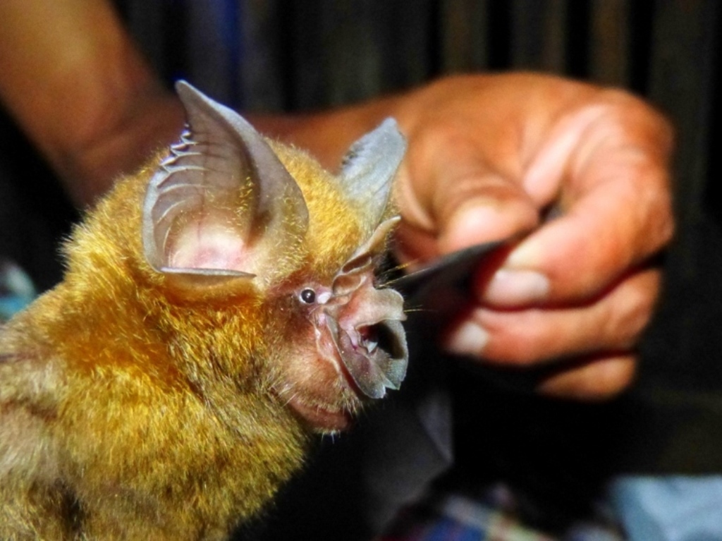 Homfray's Horseshoe Bat