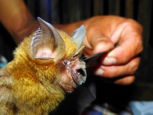 Homfray's Horseshoe Bat (Rhinolophus andamanensis) — Data Deficient Mammalia