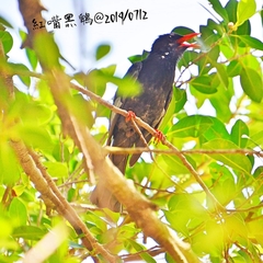 Hypsipetes leucocephalus