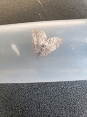 Hydriomena divisaria