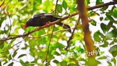 Hypsipetes leucocephalus