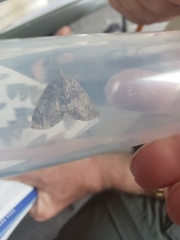 Hydriomena divisaria