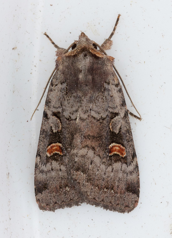 Adelphagrotis stellaris