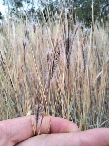 Image of Dichanthium sericeum by (c) plantlookymagee, some rights reserved (CC BY)