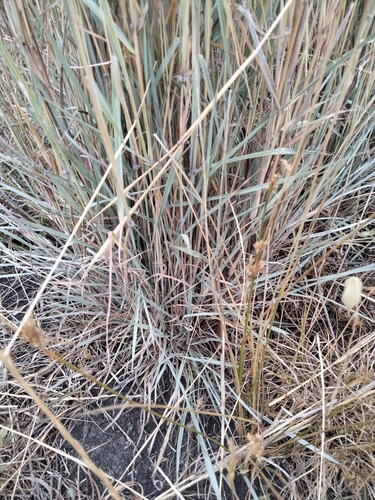 Image of Dichanthium sericeum by (c) plantlookymagee, some rights reserved (CC BY)