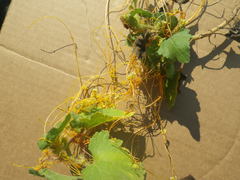 Cuscuta californica