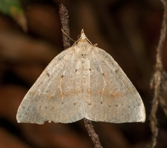 Thallophaga hyperborea