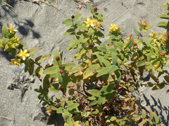 Hypericum hircinum
