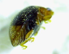 Diomus terminatus