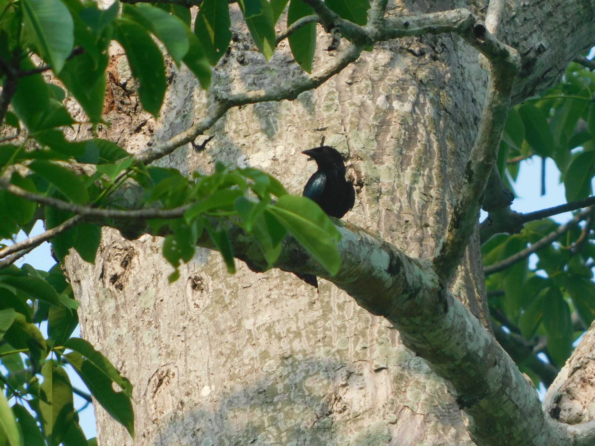 Wallacean Drongo (Dicrurus densus), photo 5