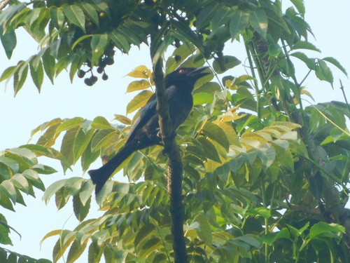 Wallacean Drongo (Dicrurus densus), photo 10