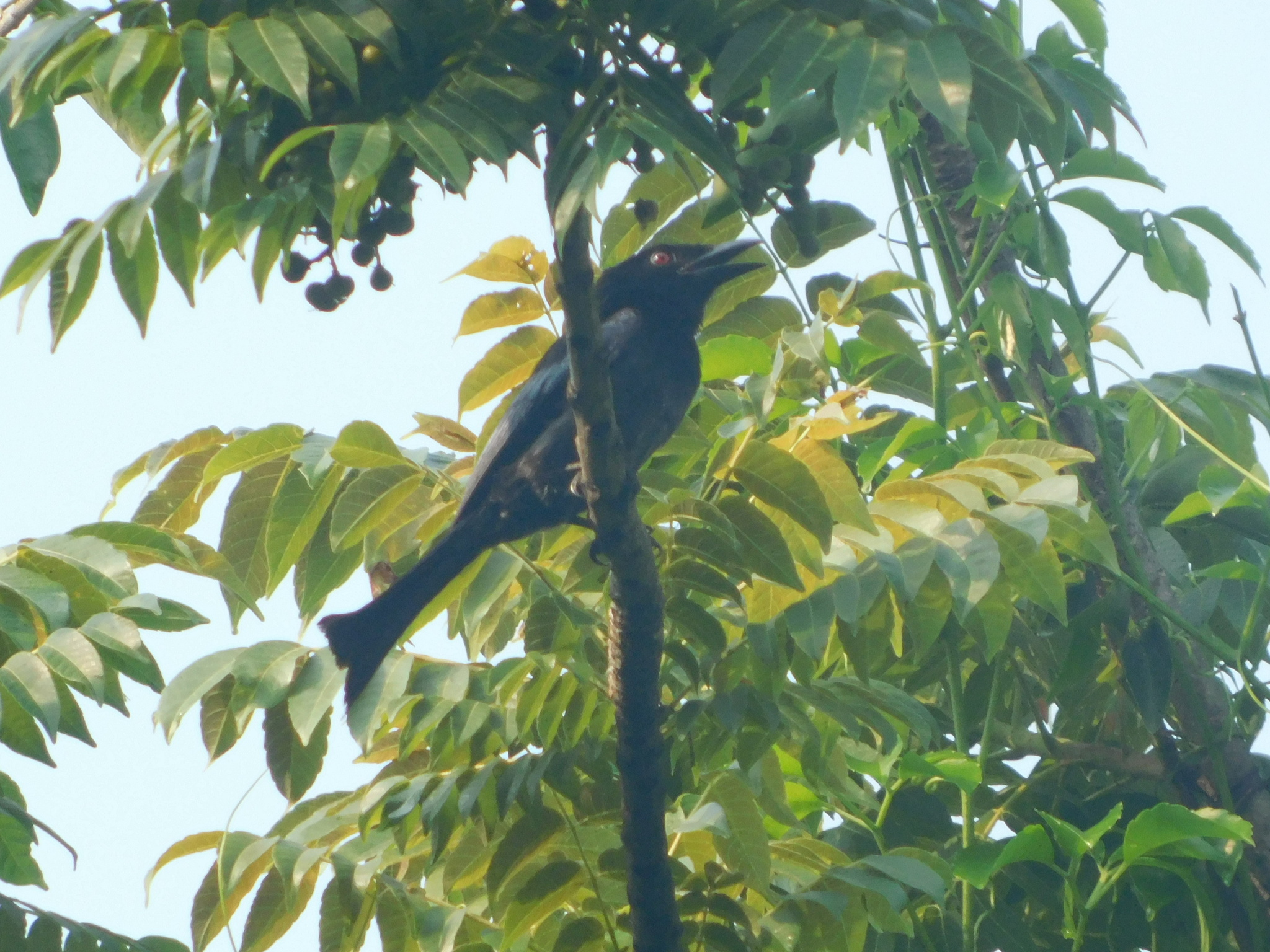 Wallacean Drongo (Dicrurus densus), photo 4