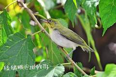 Zosterops simplex simplex