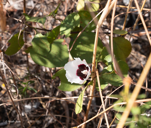 Gossypium anapoides