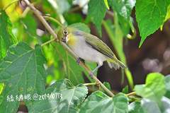 Zosterops simplex simplex