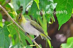 Zosterops simplex simplex