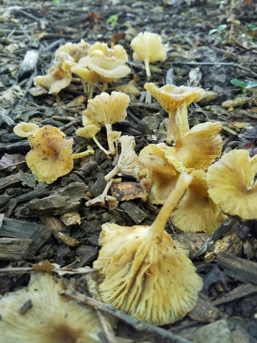 golden-gilled gerronema