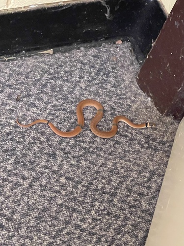 Ringed Brown Snake