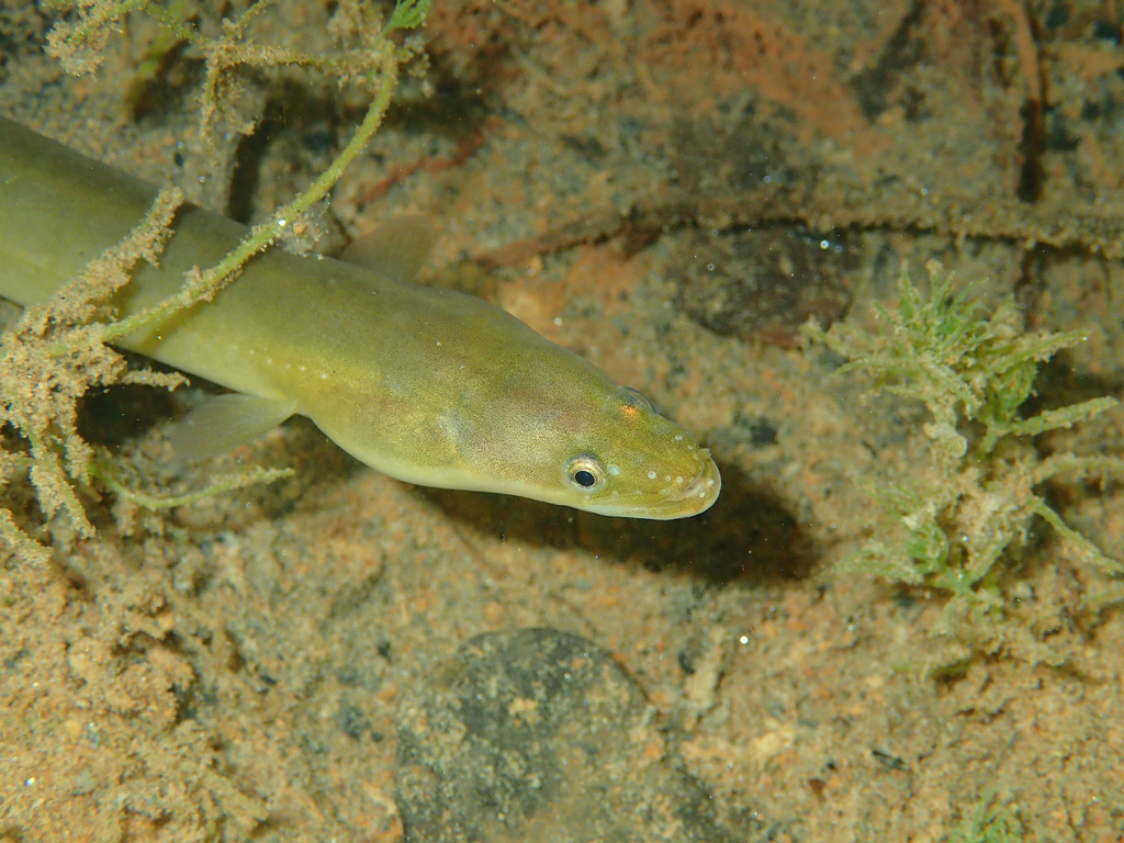 Enguiazinha (Pangio anguillaris) - Ficha Técnica - MyAquarium